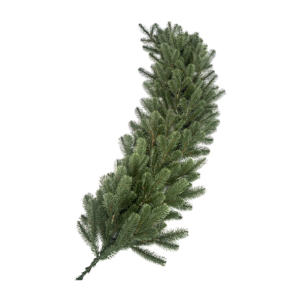 Kunstkuusevanik-Valencia