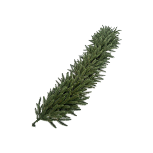 Kunstkuusevanik-Verona